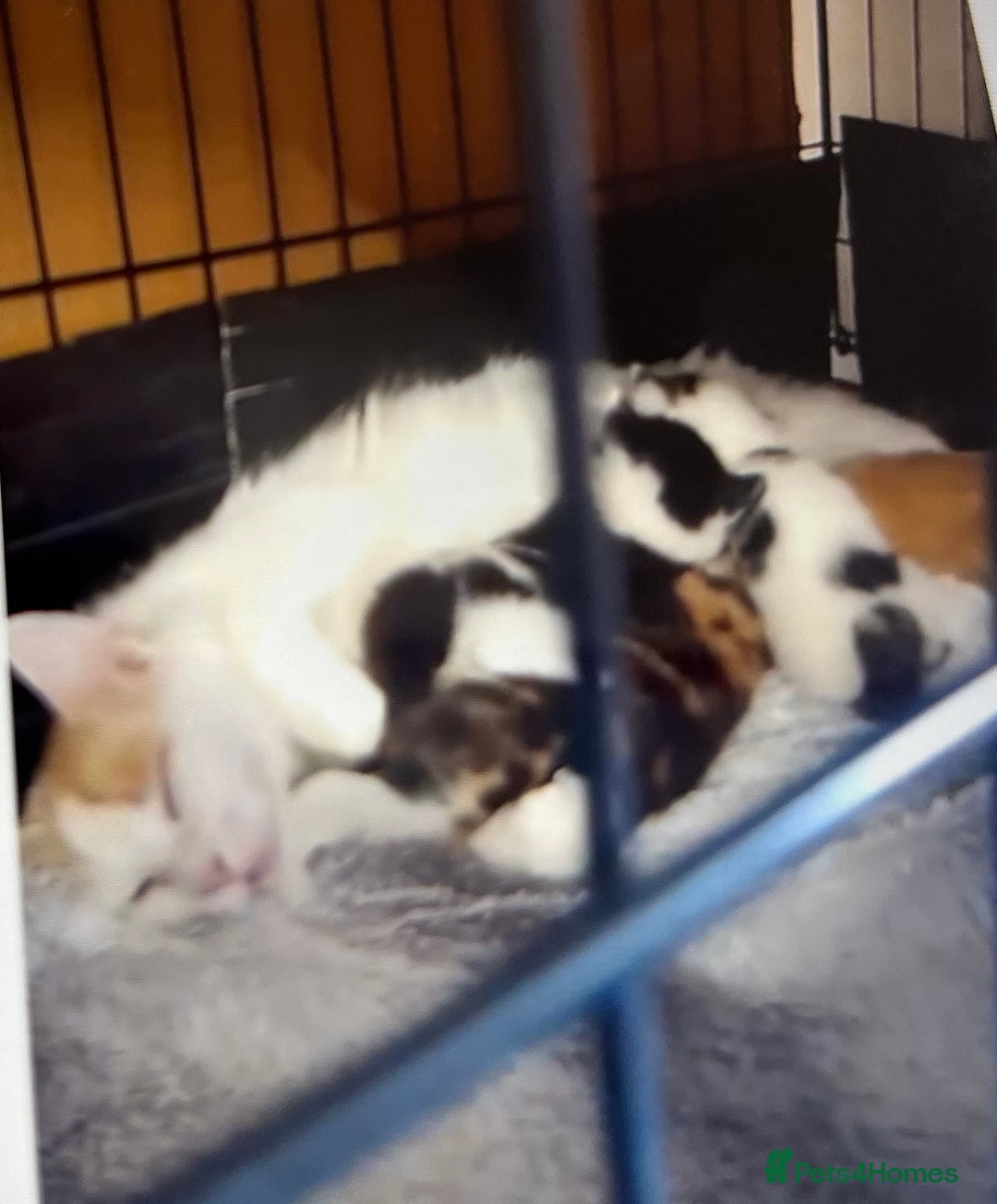 Mixed Breed cats for sale: Kittens - Image 11