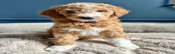 Mixed Breed dogs for sale: 🐾READY TO GO🐾 Exceptional Australian Doodles🐾 - Advert 27