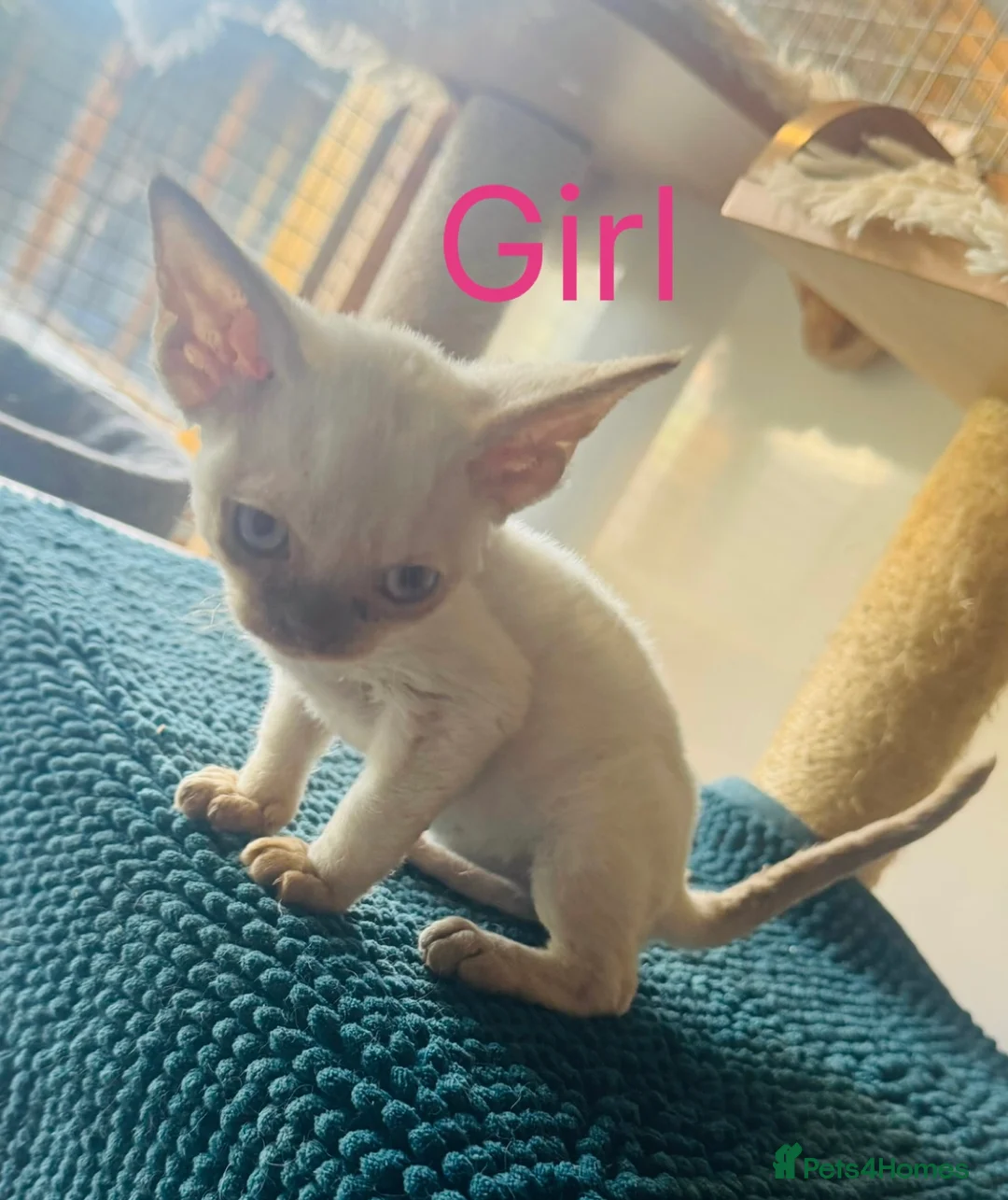 Devon Rex cats for sale: Kittens ready for sale  in Spalding - Advert 8