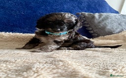 Cavapoo dogs for sale: Adorable F1b toy Cavapoo puppies ready to reserve - Image 27