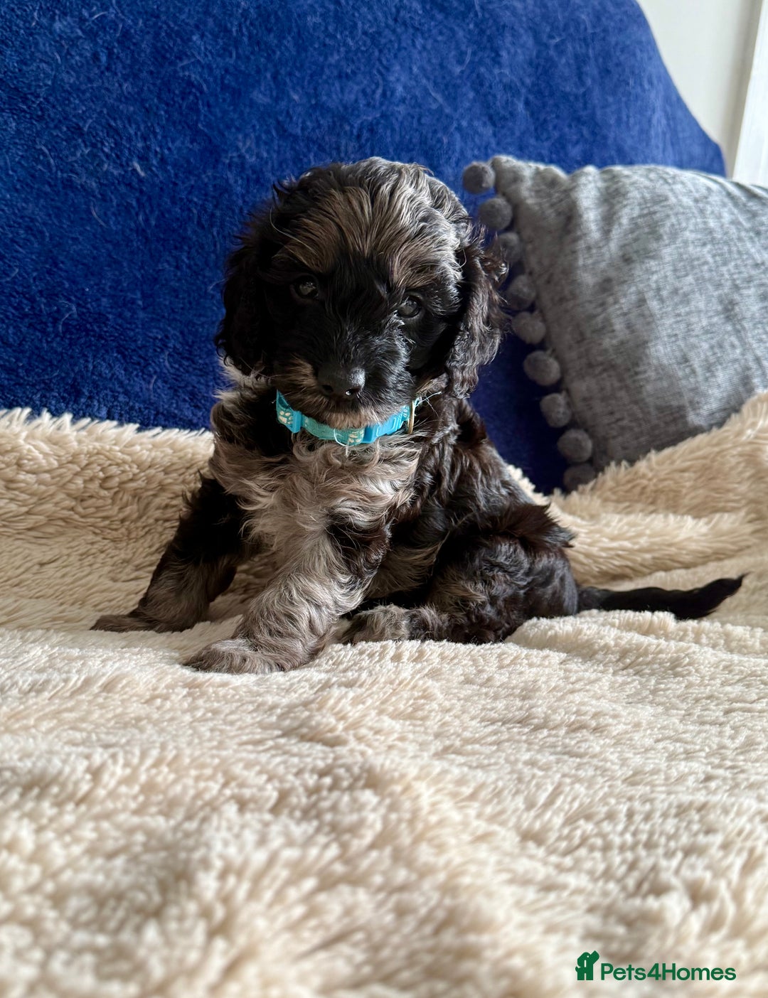 Cavapoo dogs for sale: Adorable F1b toy Cavapoo puppies ready to reserve - Image 27