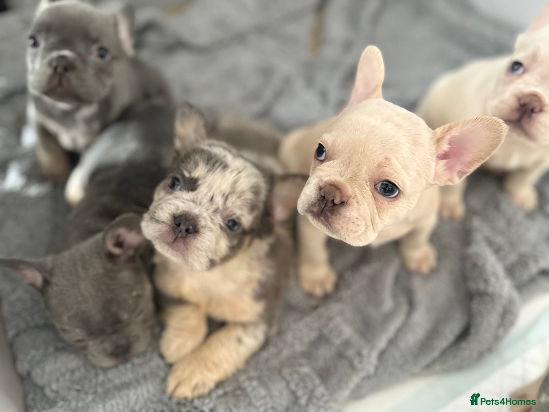 French Bulldog dogs for sale: French Bulldog Puppies For Sale😍‼️ - Advert 11
