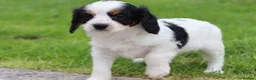 Cavapoo dogs for sale: Beautiful Cavapoo puppies for sale - Advert 13
