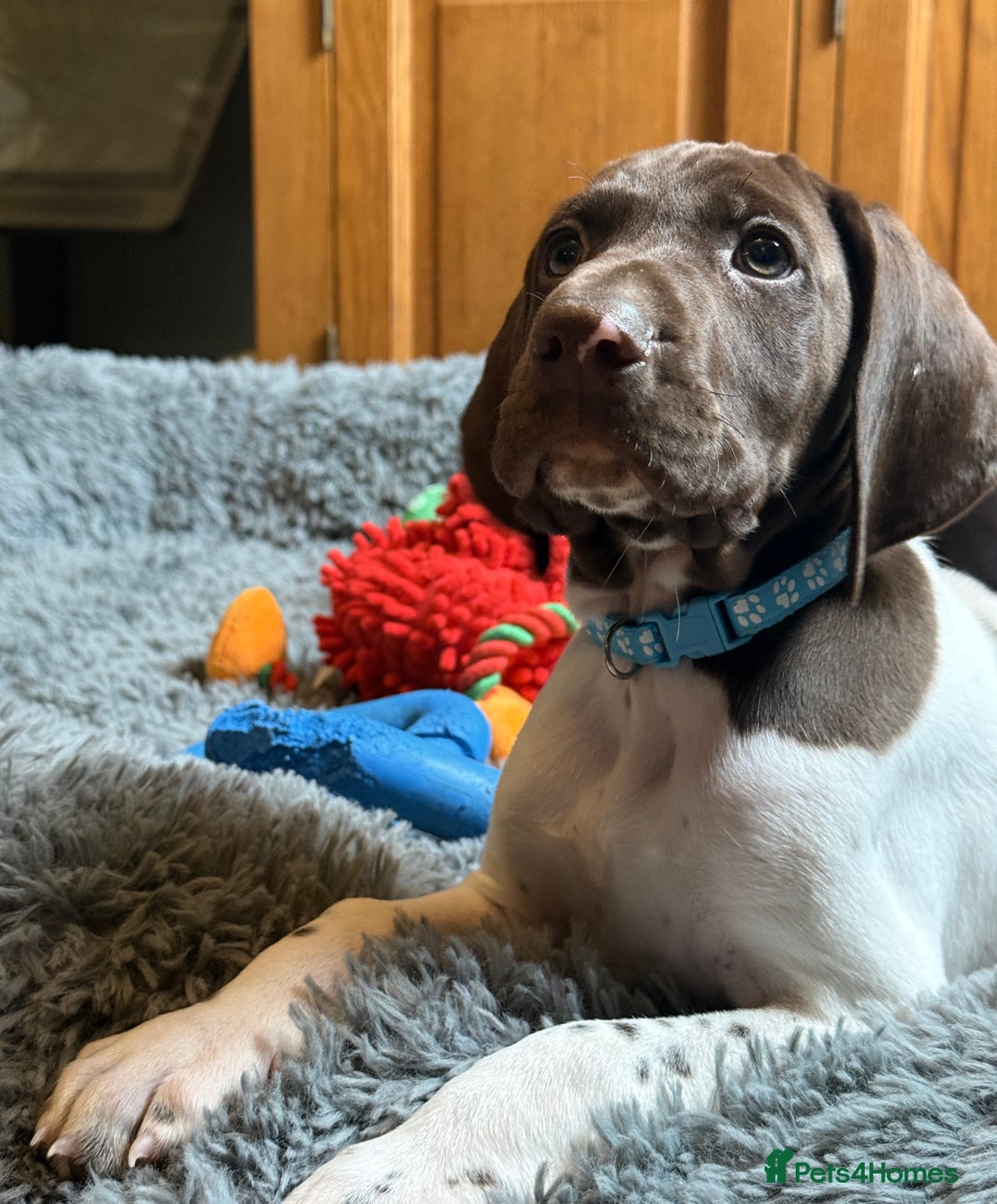 German Shorthaired Pointer dogs for sale: KC GSP Pups Health Tested Parents - Advert 24