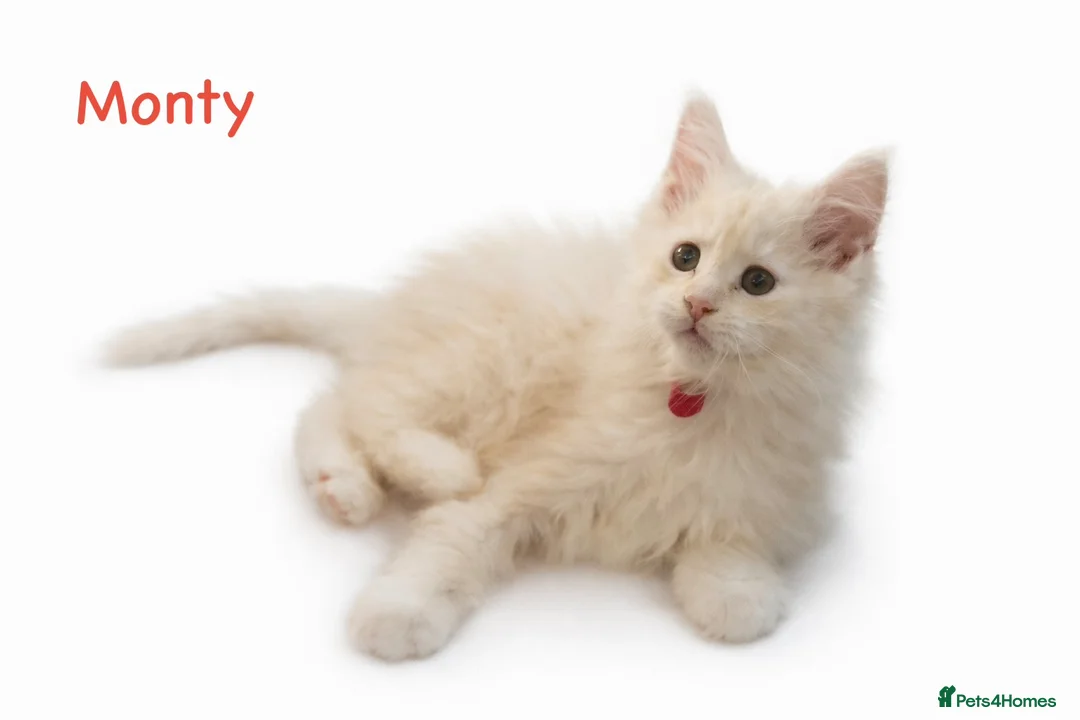 Maine Coon cats for sale: ✨ TICA Registered Maine Coon Kittens ✨ - Advert 2