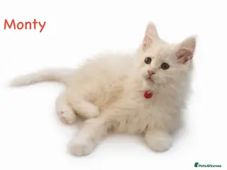 Maine Coon cats ✨ TICA Registered Maine Coon Kittens ✨ - Advert 4