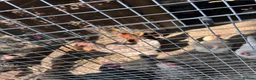 Chickens poultry for sale: Laying hybrids and pure breads - Advert 1