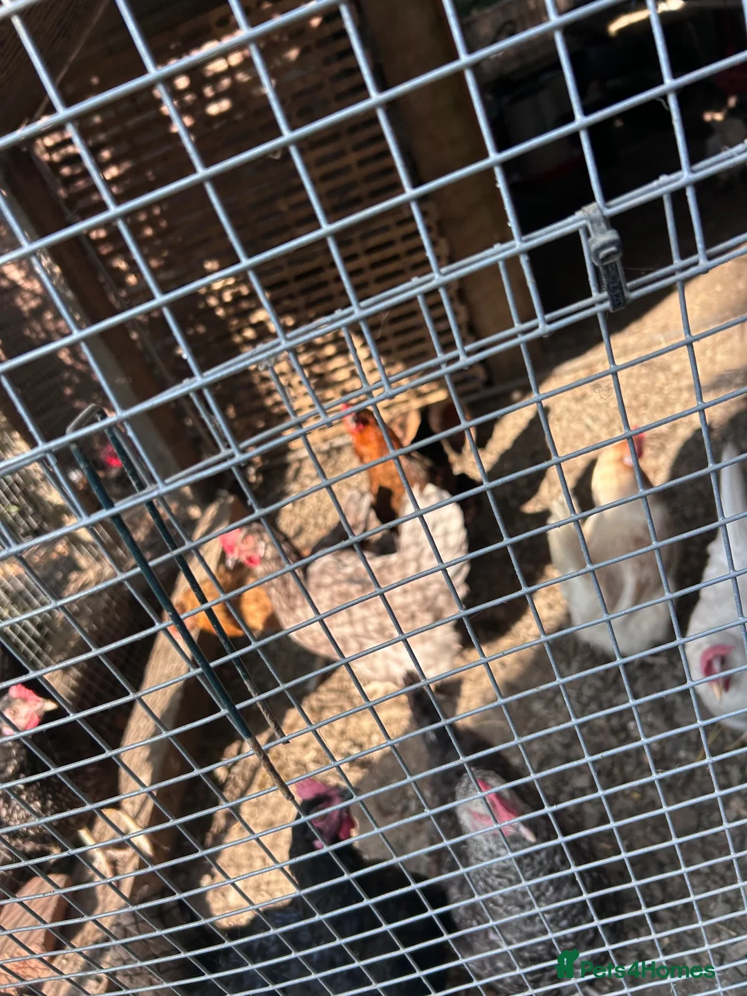 Chickens poultry for sale: Laying hybrids and pure breads - Advert 1