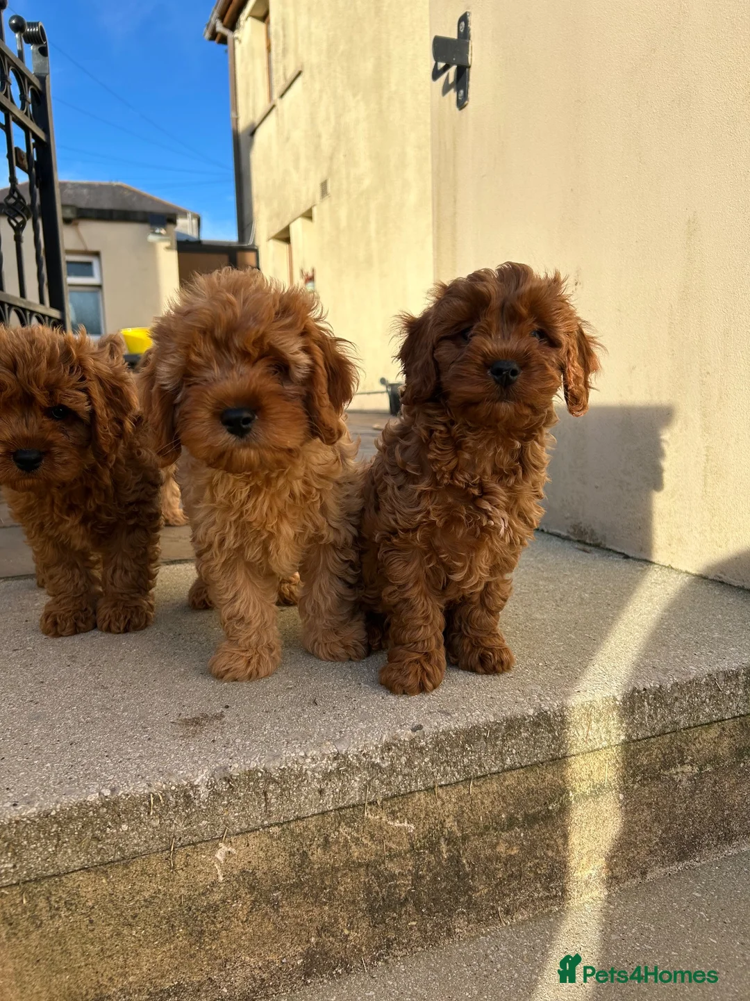 Cavapoo dogs for sale: Beautiful Cavapoo puppies  - Advert 1