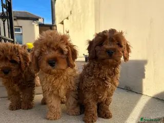 Cavapoo dogs Beautiful Cavapoo puppies - Advert 2