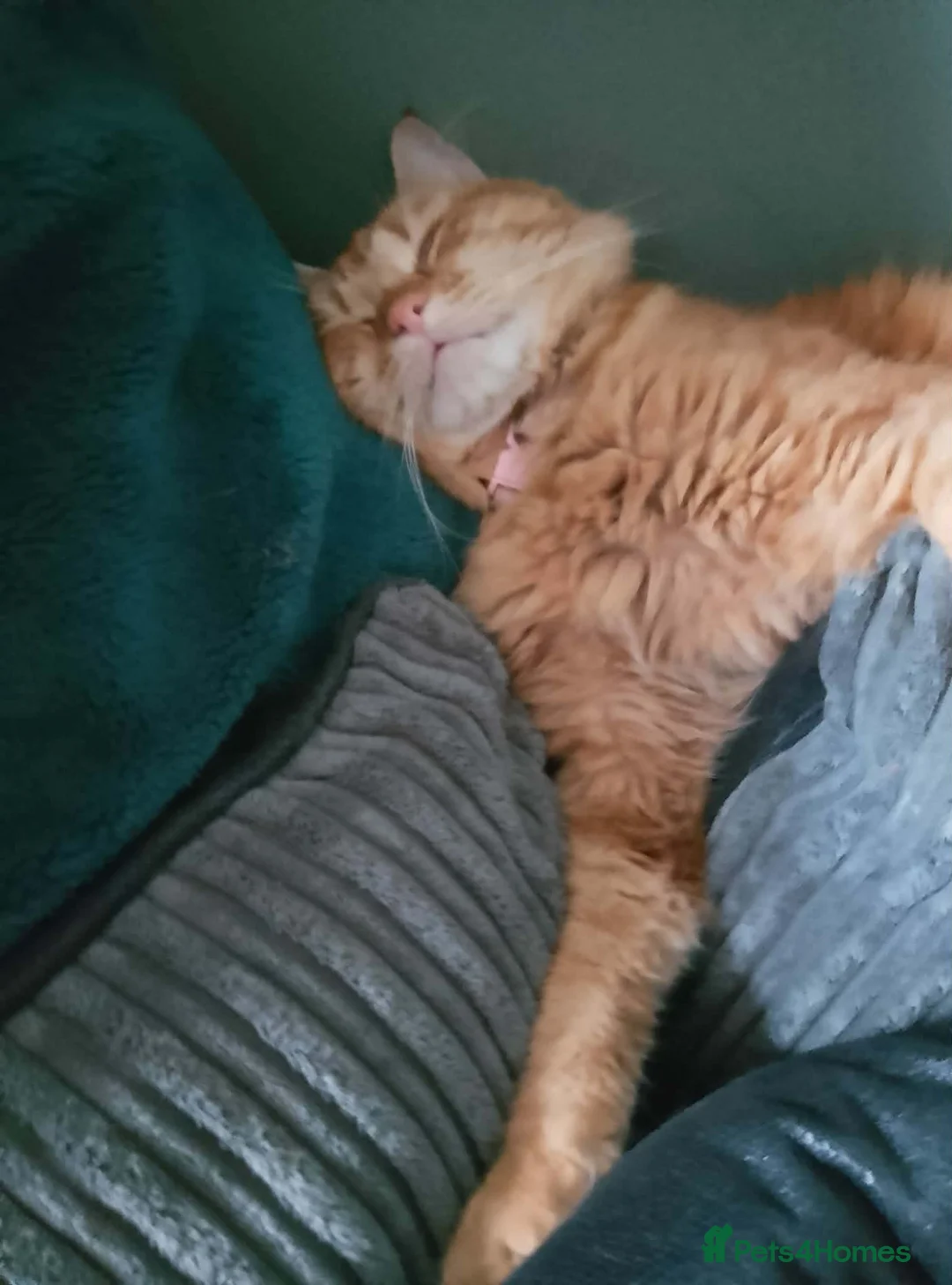 Mixed Breed cats for sale: Female cat - Advert 3