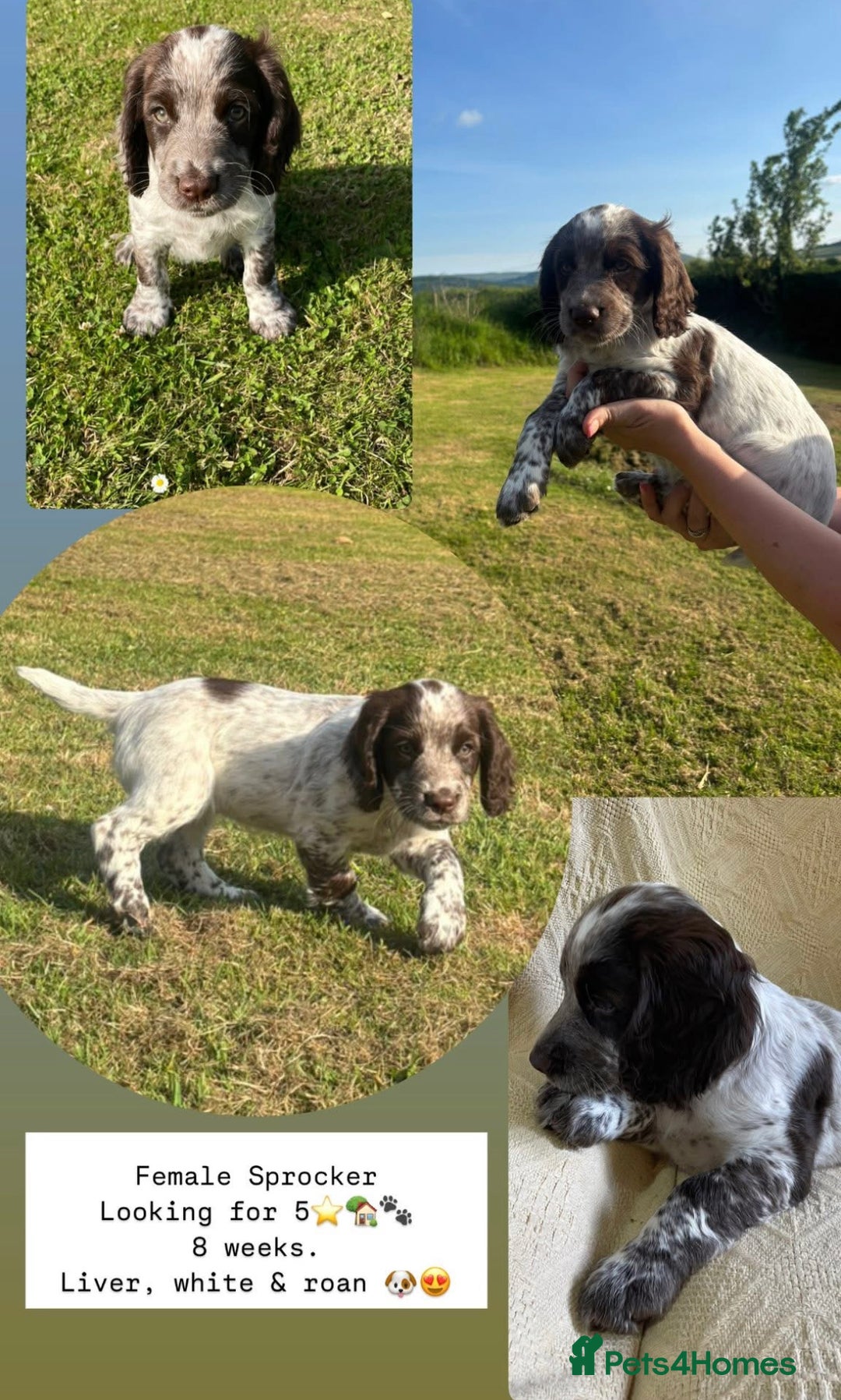 Sprocker Spaniel Cocker Spaniel Puppy Weeks Springer Spaniel