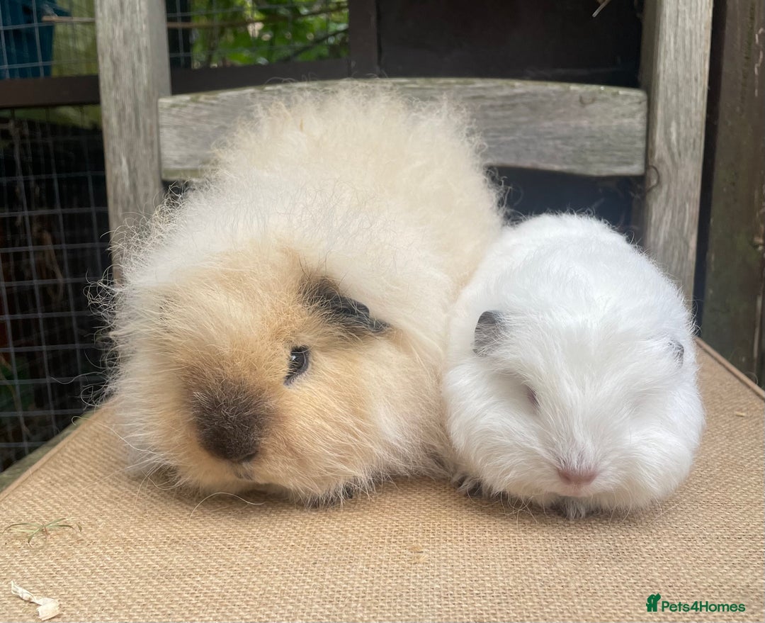 Guinea Pig rodents for sale: Baby Swiss teddy boars - Image 8