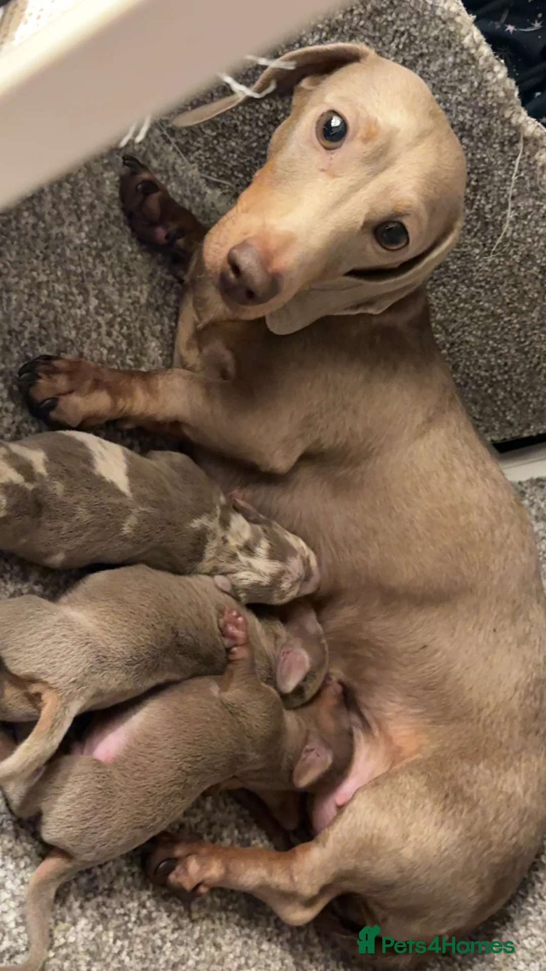 Dachshund dogs for sale: Miniature dachshunds  - Advert 2