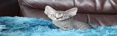 Devon Rex Kitten 3