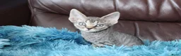 Devon Rex cats for sale:  GCCF Champion sired kittens ready now! - Advert 22