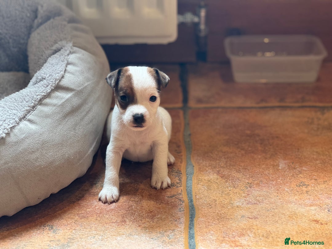 Jack Russell dogs for sale: Jack Russell Puppies - Image 8