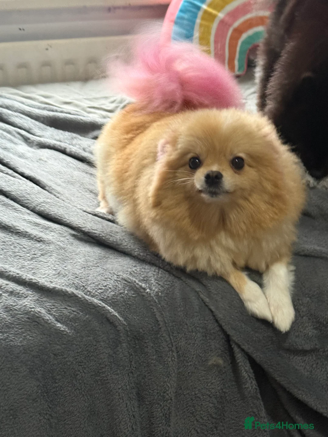 Pomeranian dogs for sale: Beautiful fluffy pomeranian boy - Advert 11