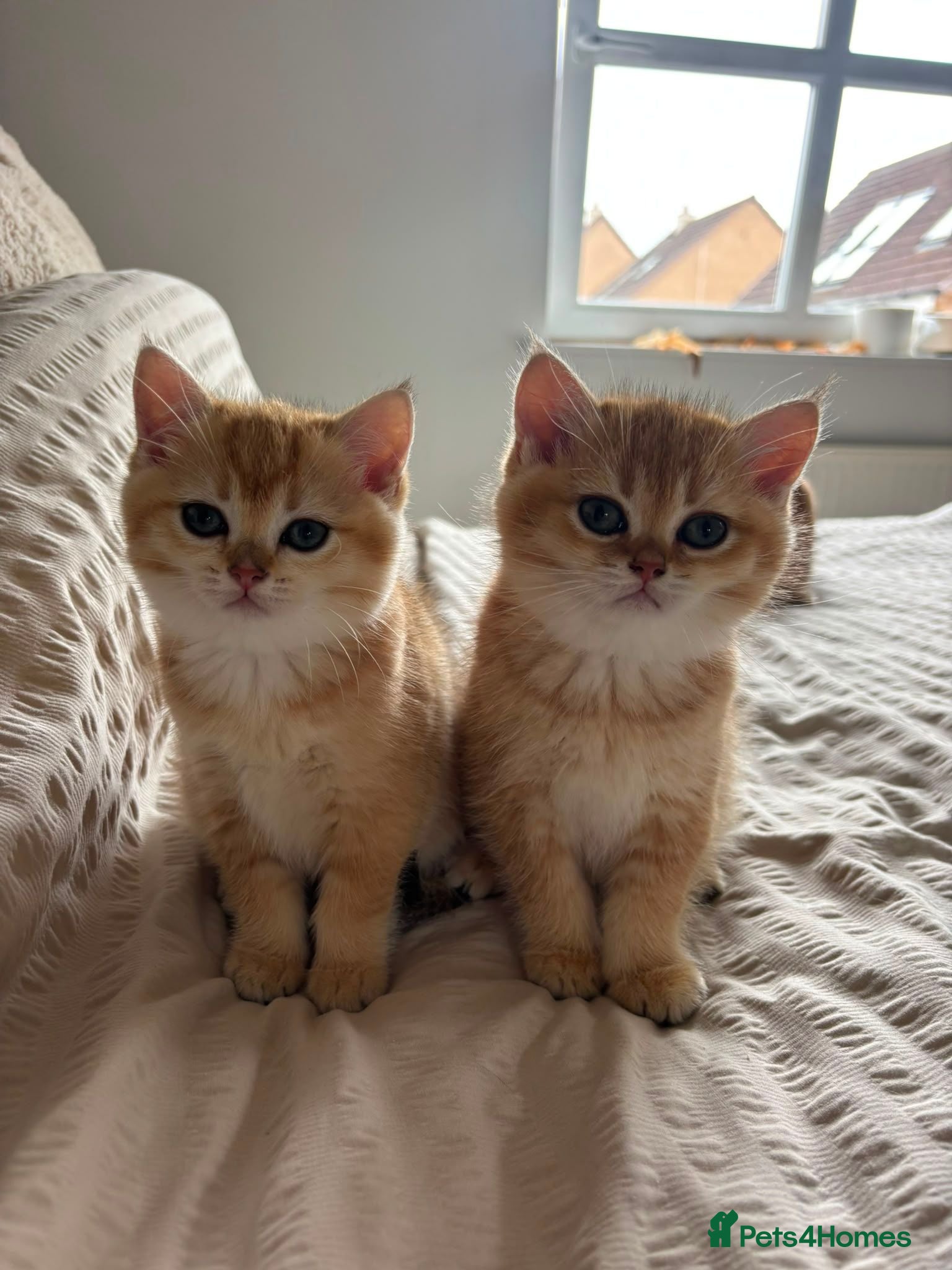 British Shorthair cats Black Golden Shaded British Shorthair Kittens - Advert 1