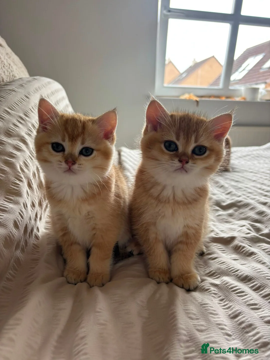 British Shorthair cats for sale: Black Golden Shaded British Shorthair Kittens - Advert 1