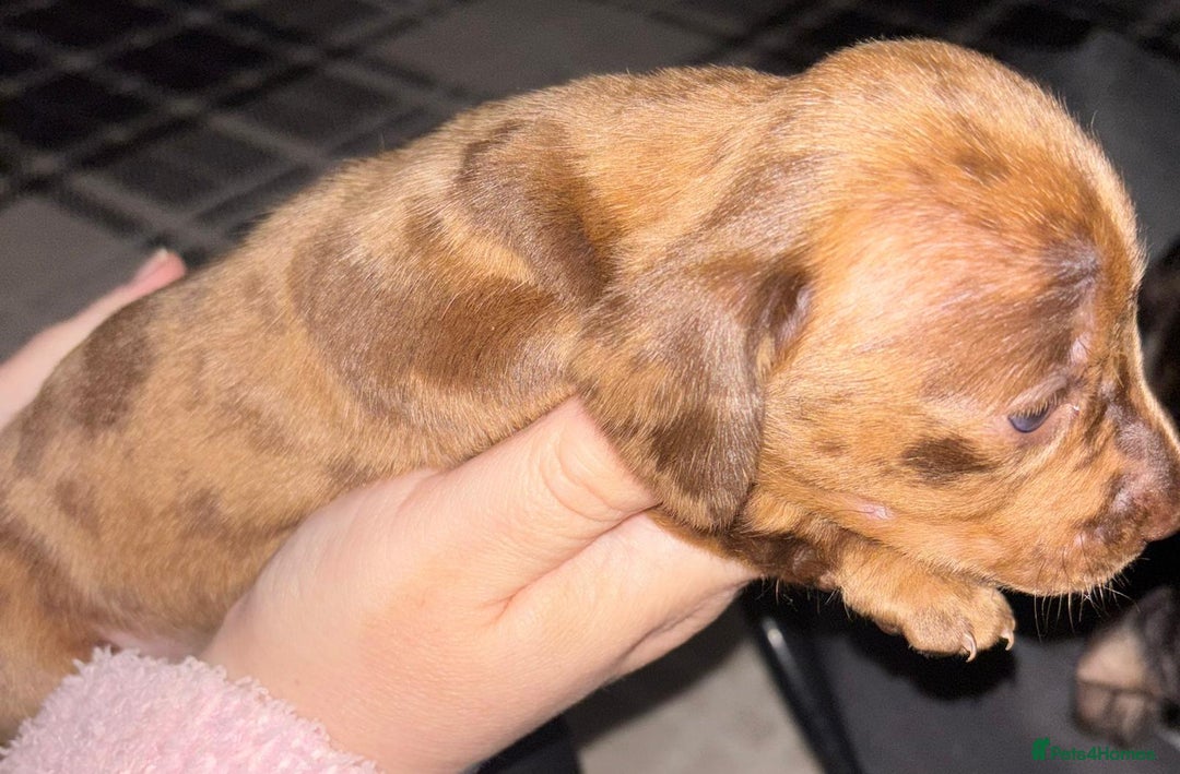 Miniature Dachshund dogs for sale: Stunning miniature dachshund  - Image 13