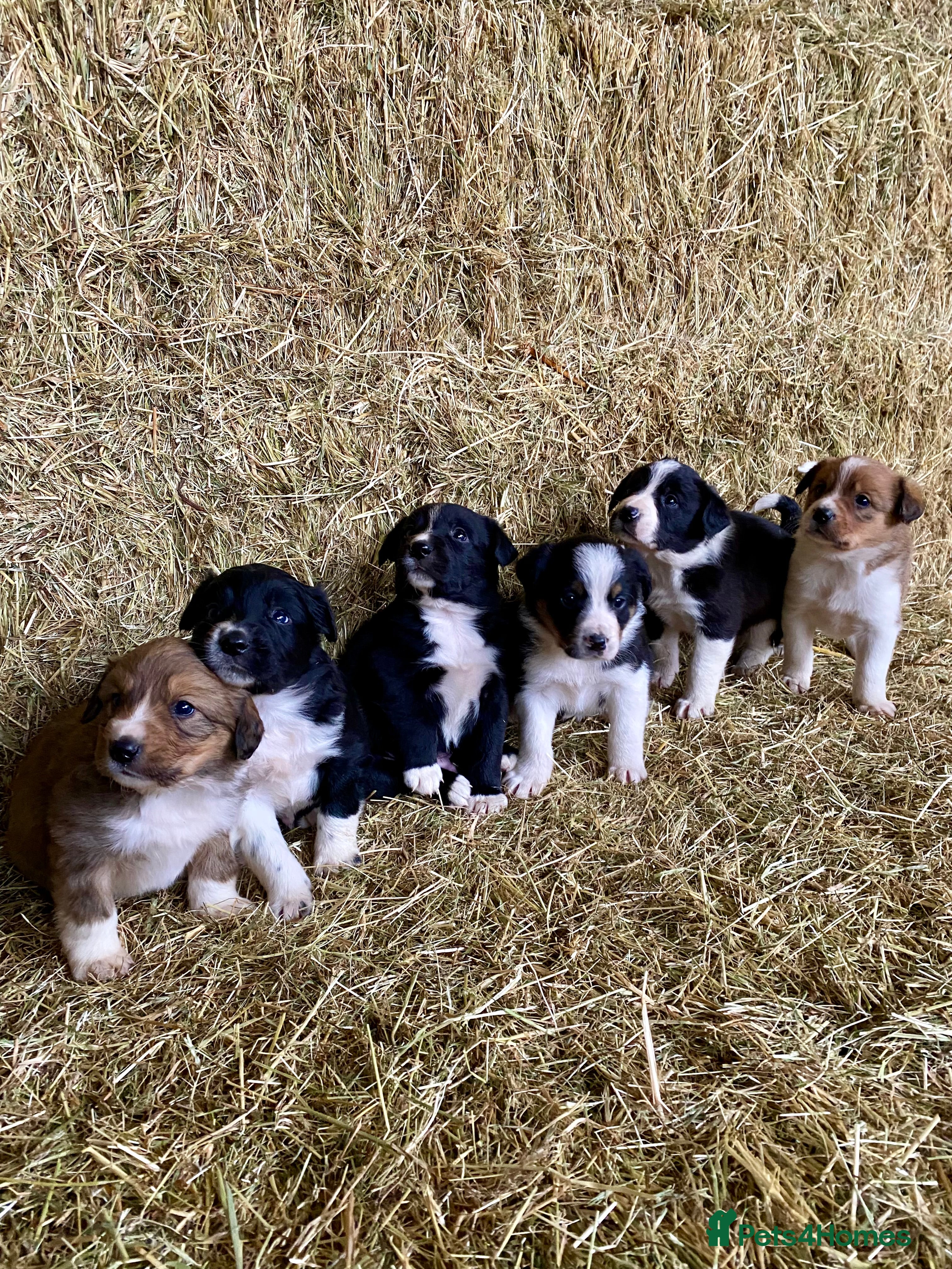 Border Collie dogs Border Collie Puppies - Advert 1