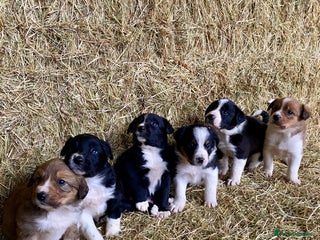 Border Collie dogs Border Collie Puppies - Advert 1