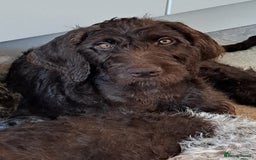 Mixed Breed dogs for sale: Poodle/pointer pups in Cumnock - Image 17