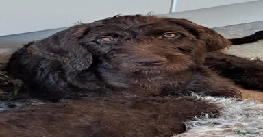 Mixed Breed dogs in Cumnock - Advert 1
