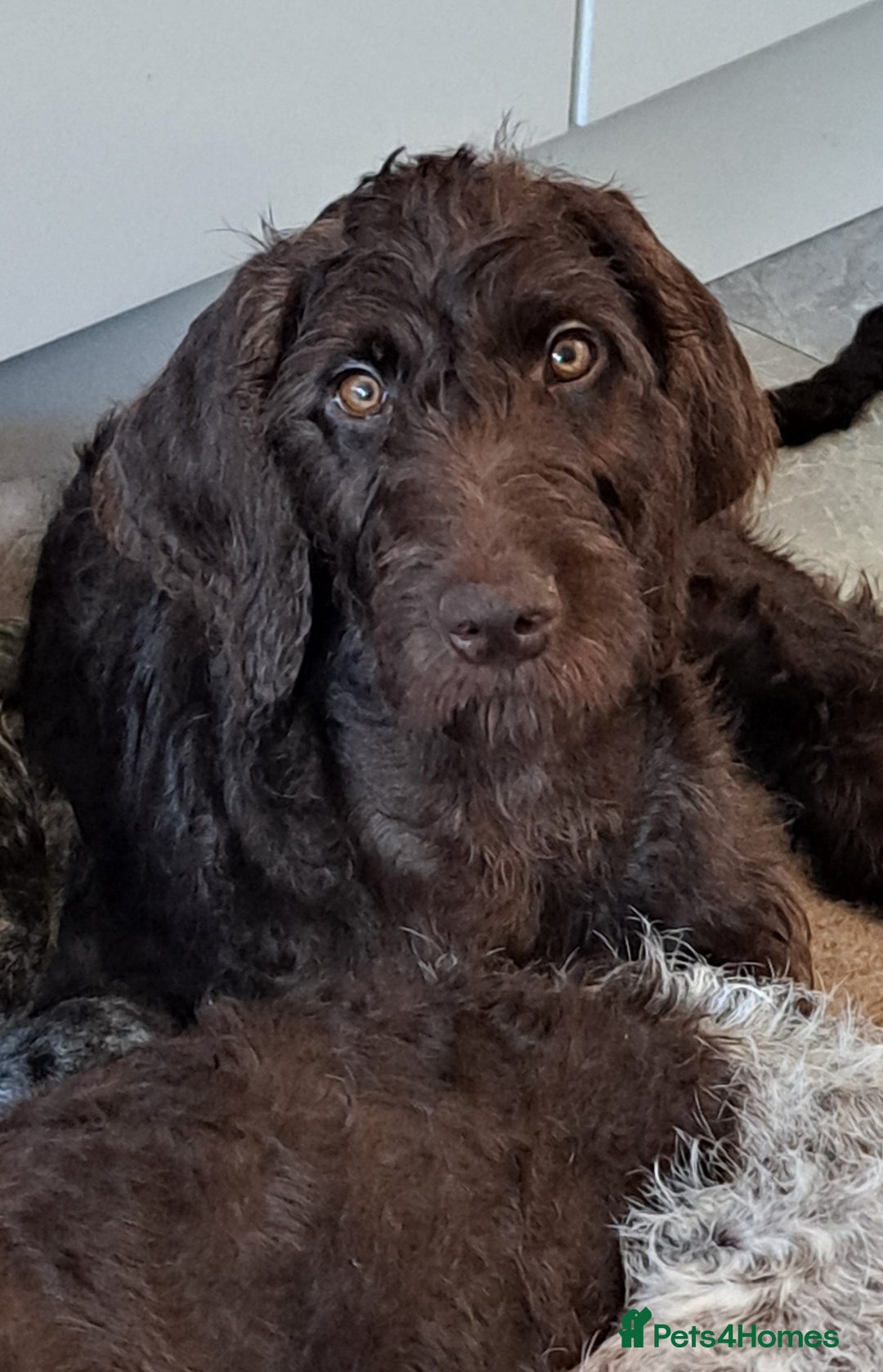 Mixed Breed dogs for sale: Poodle/pointer pups in Cumnock - Image 17