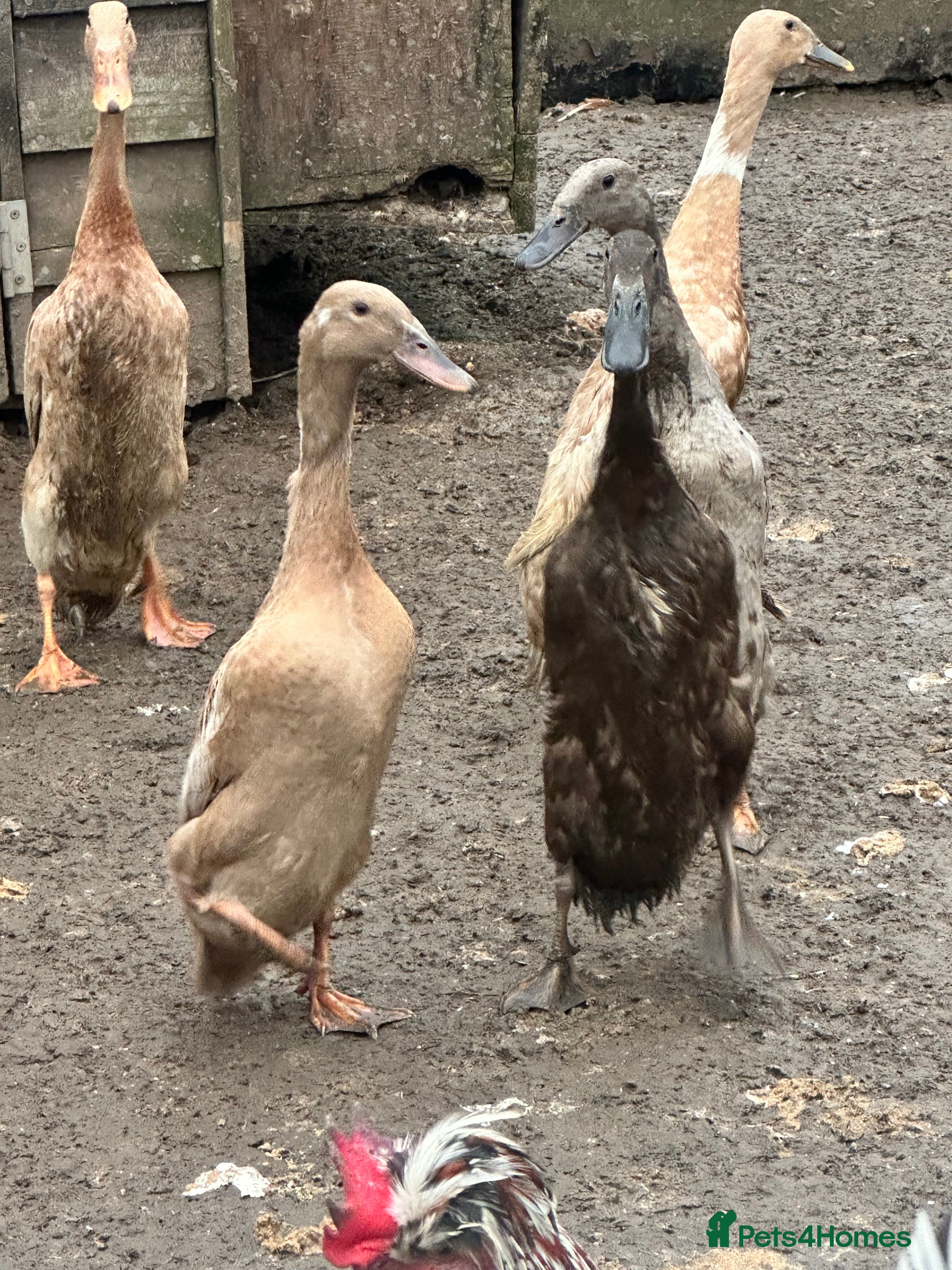 Ducks poultry Indian runner female ducks  - Advert 1