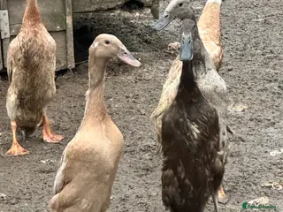 Ducks poultry Indian runner female ducks - Advert 1
