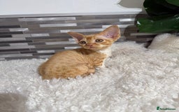 Devon Rex cats for sale: Devon Rex Kittens  - Image 6