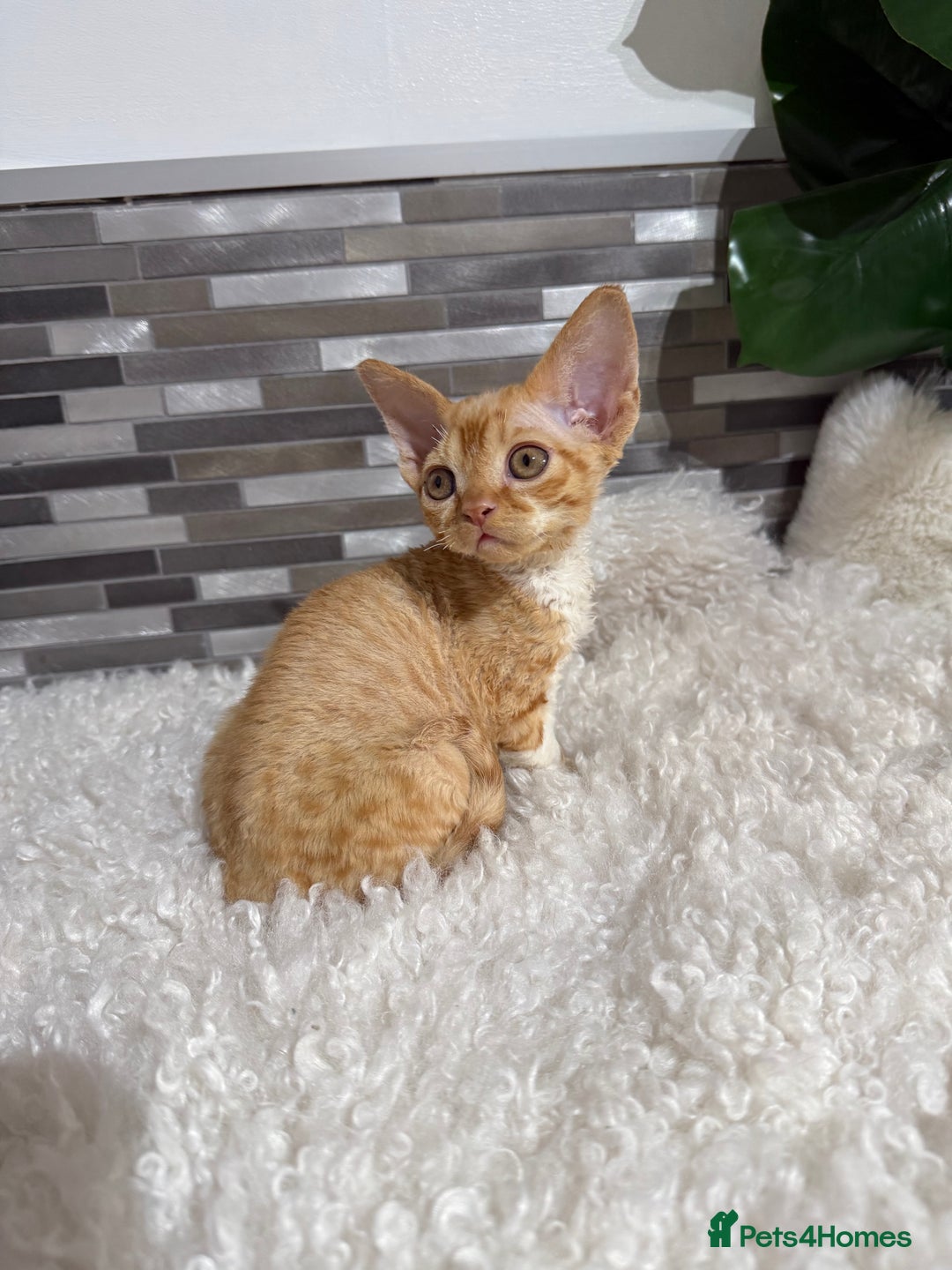 Devon Rex cats for sale: Devon Rex Kittens  - Image 6