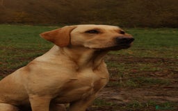 Labrador Retriever dogs for sale: Working Labrador Puppies - Image 3