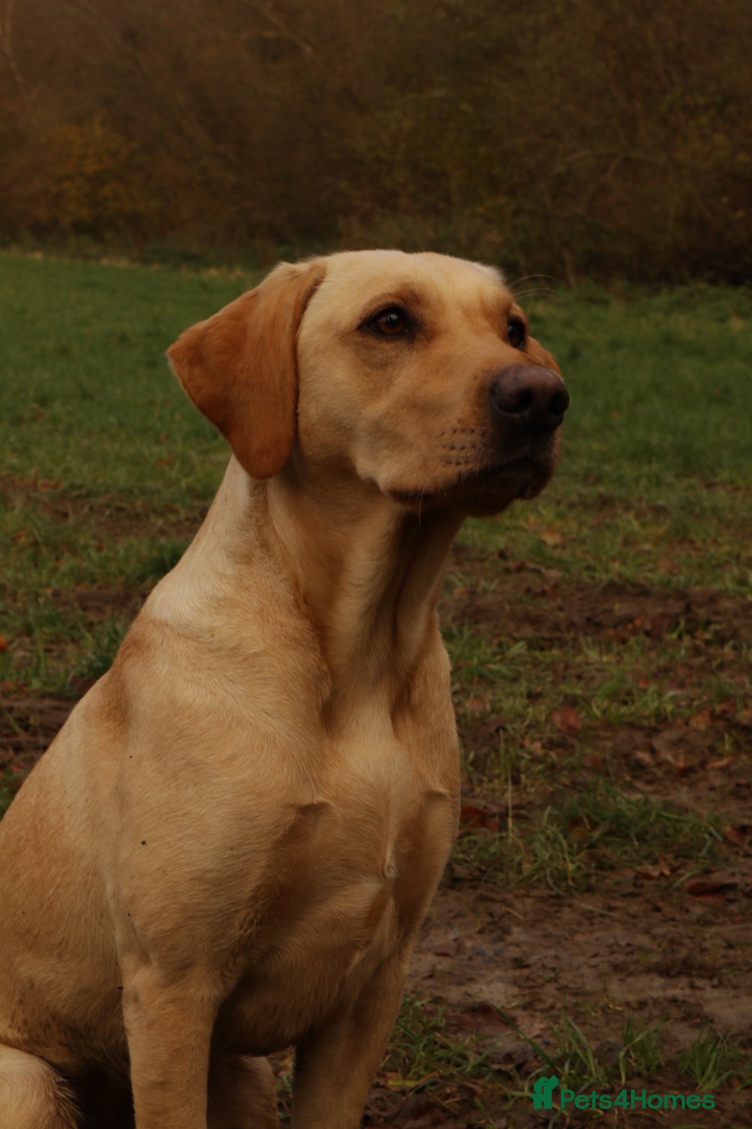 Labrador Retriever dogs for sale: Working Labrador Puppies - Image 3