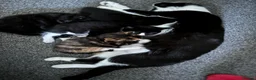 Mixed Breed cats for sale: Fluffy black and white, and black kittens  - Advert 2
