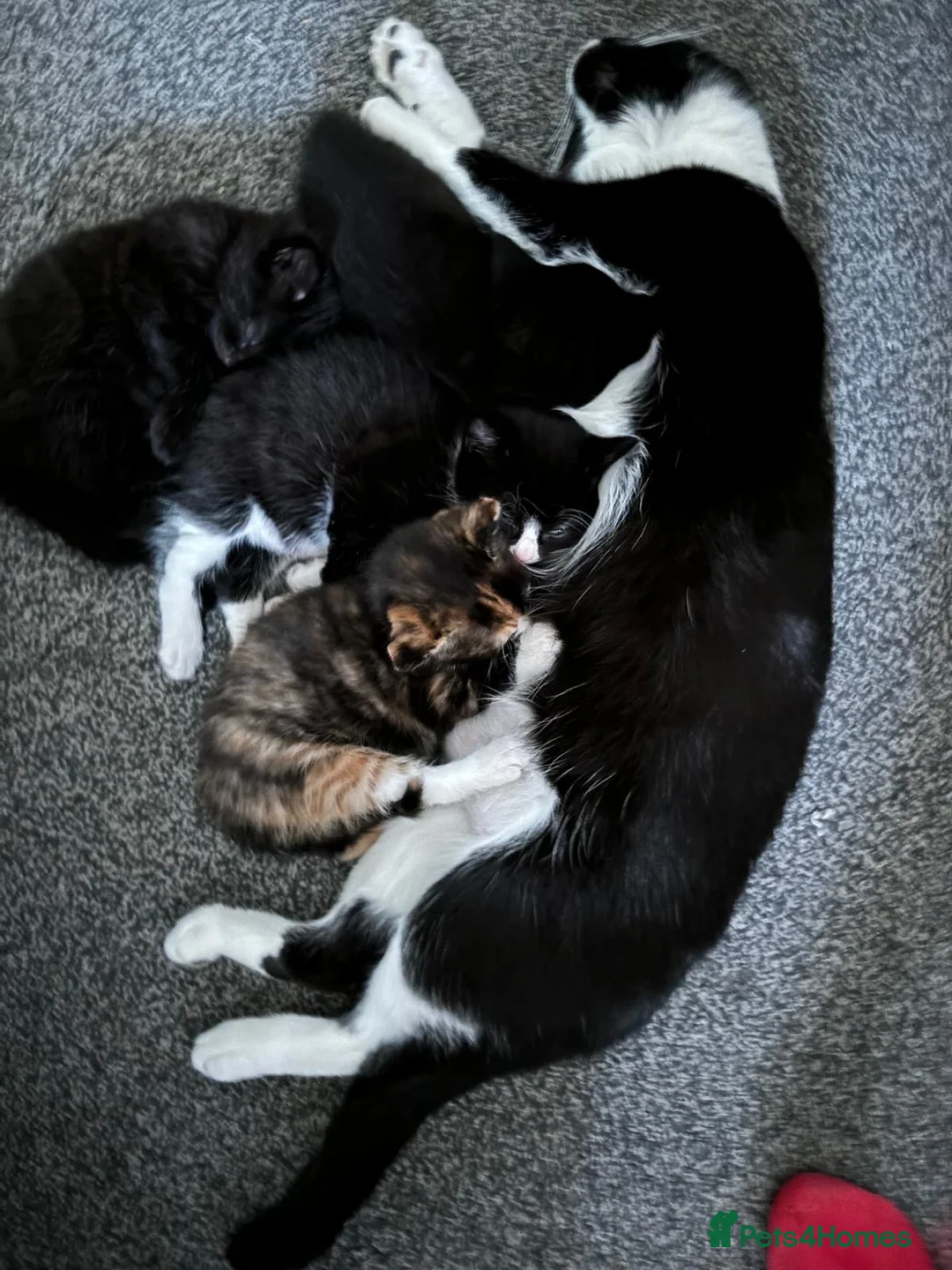 Mixed Breed cats for sale: Fluffy black and white, and black kittens  - Advert 2