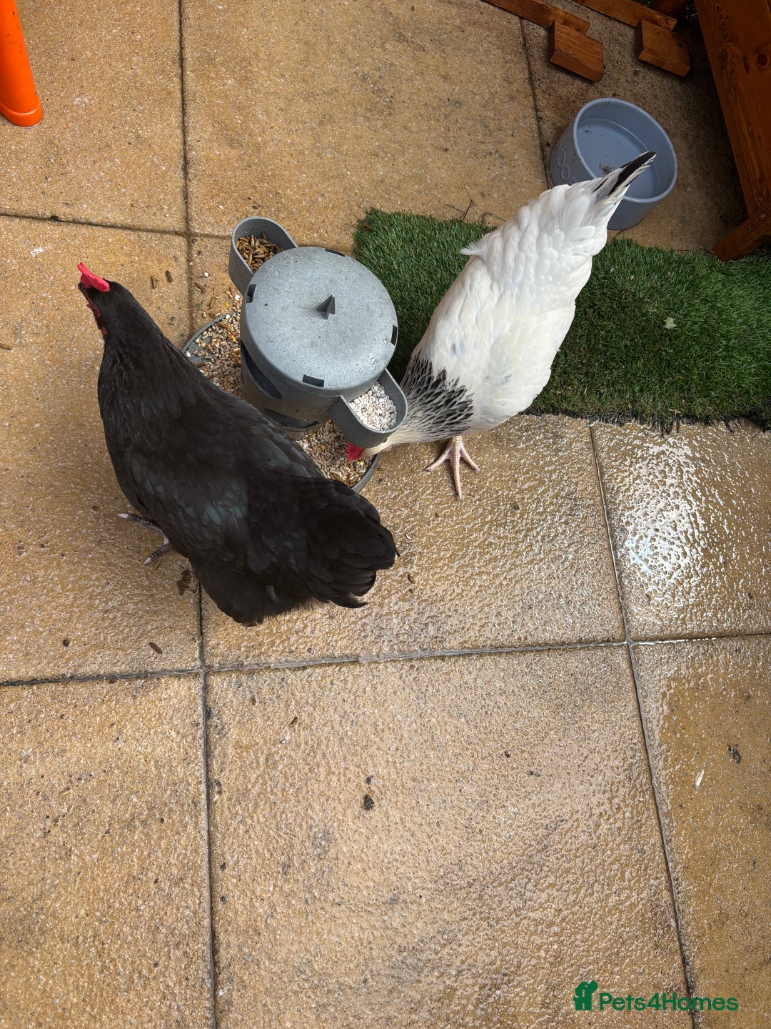 Chickens poultry for sale: Hybrid Hens and Coop  - Image 3