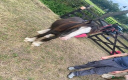 Irish Cob horses for sale: Edwin and chopper  - Image 3