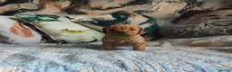 Cockapoo dogs for sale: Litter Cockapoo  in Maidenhead - Advert 14