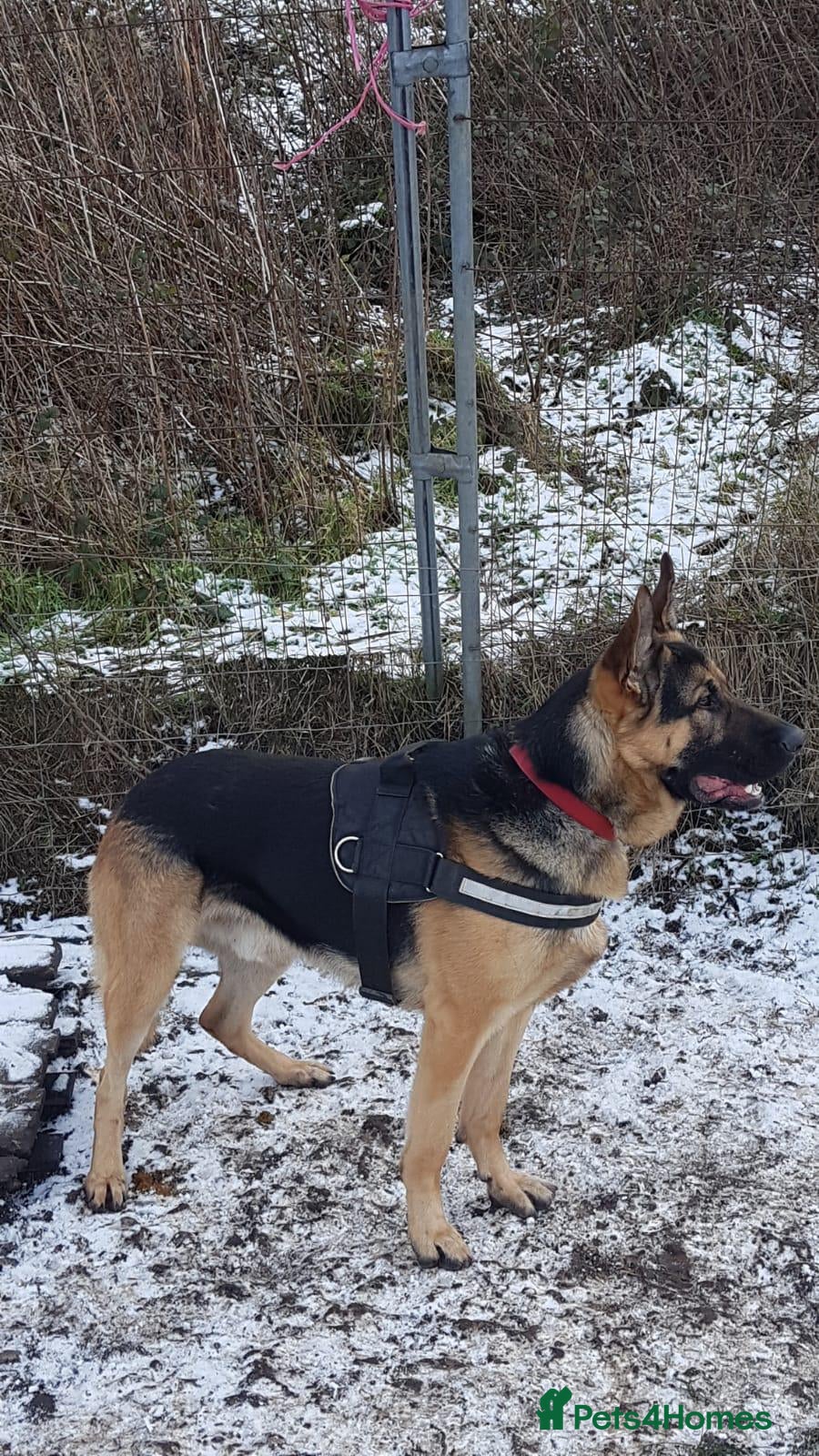 German Shepherd dogs Big straight back puppies  - Advert 1