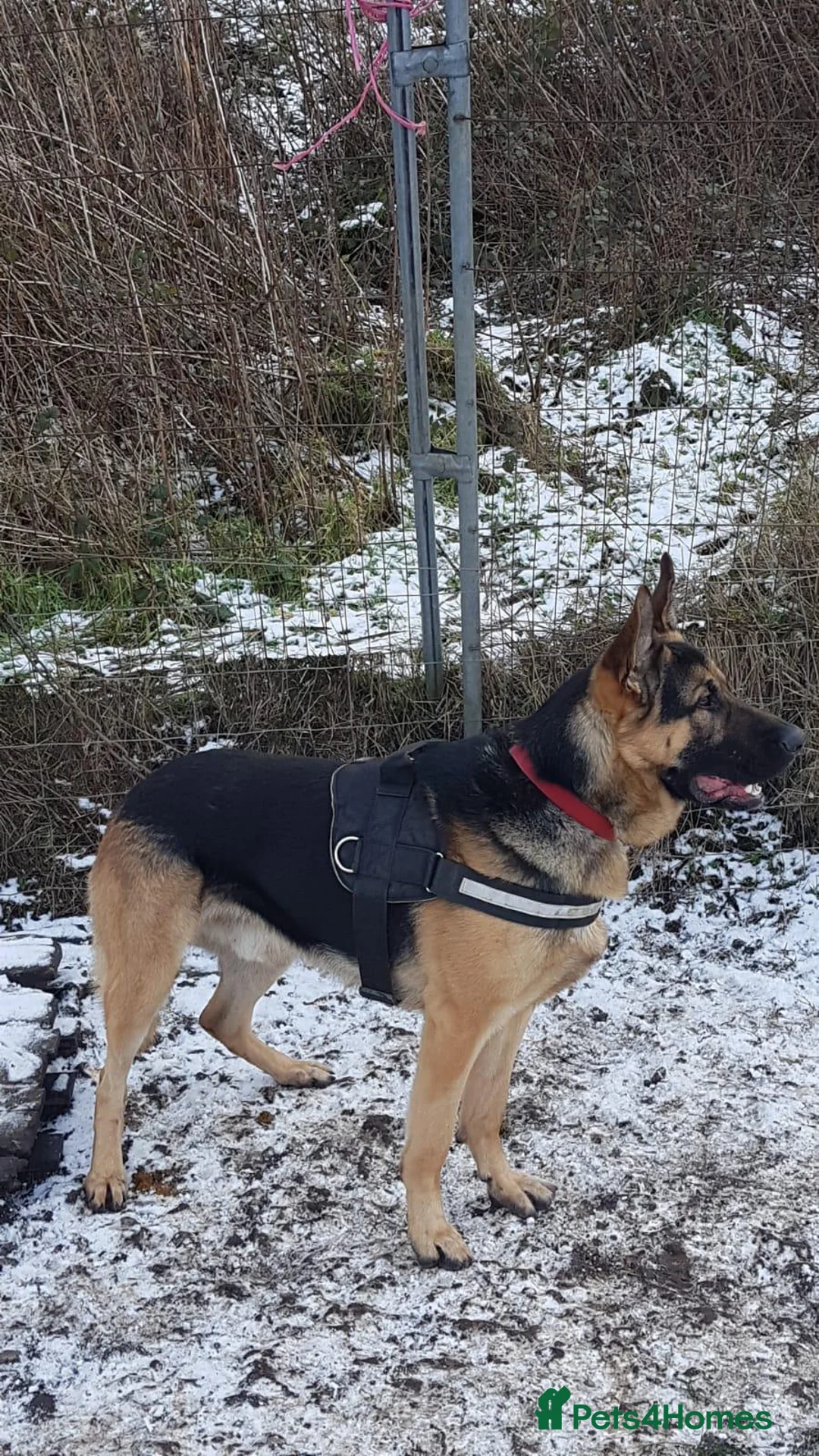 German Shepherd dogs for sale: Big straight back puppies  - Advert 1