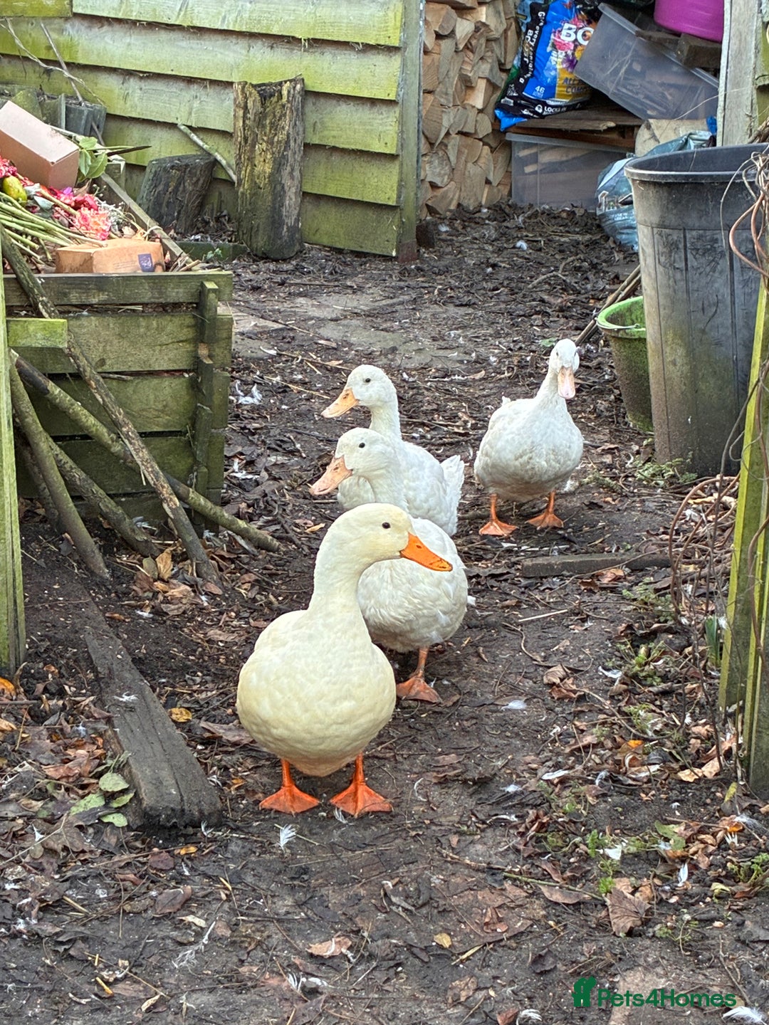 Ducks poultry for sale: 4 Aylesbury Ducks - Advert 2