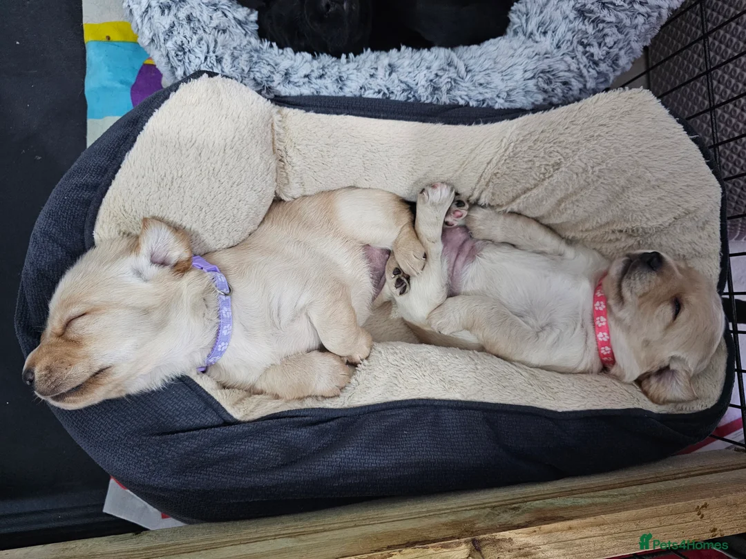 Cockerdor dogs for sale: The most loving Cockerdor/Spanador - Advert 37