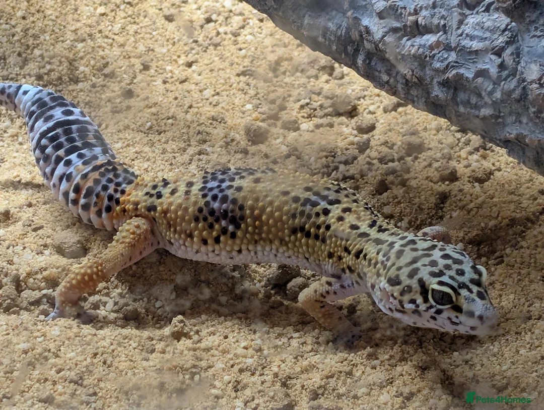 Leopard Gecko reptiles for sale: Rehoming Leopard Gecko (Free to a Caring Home) - Advert 3