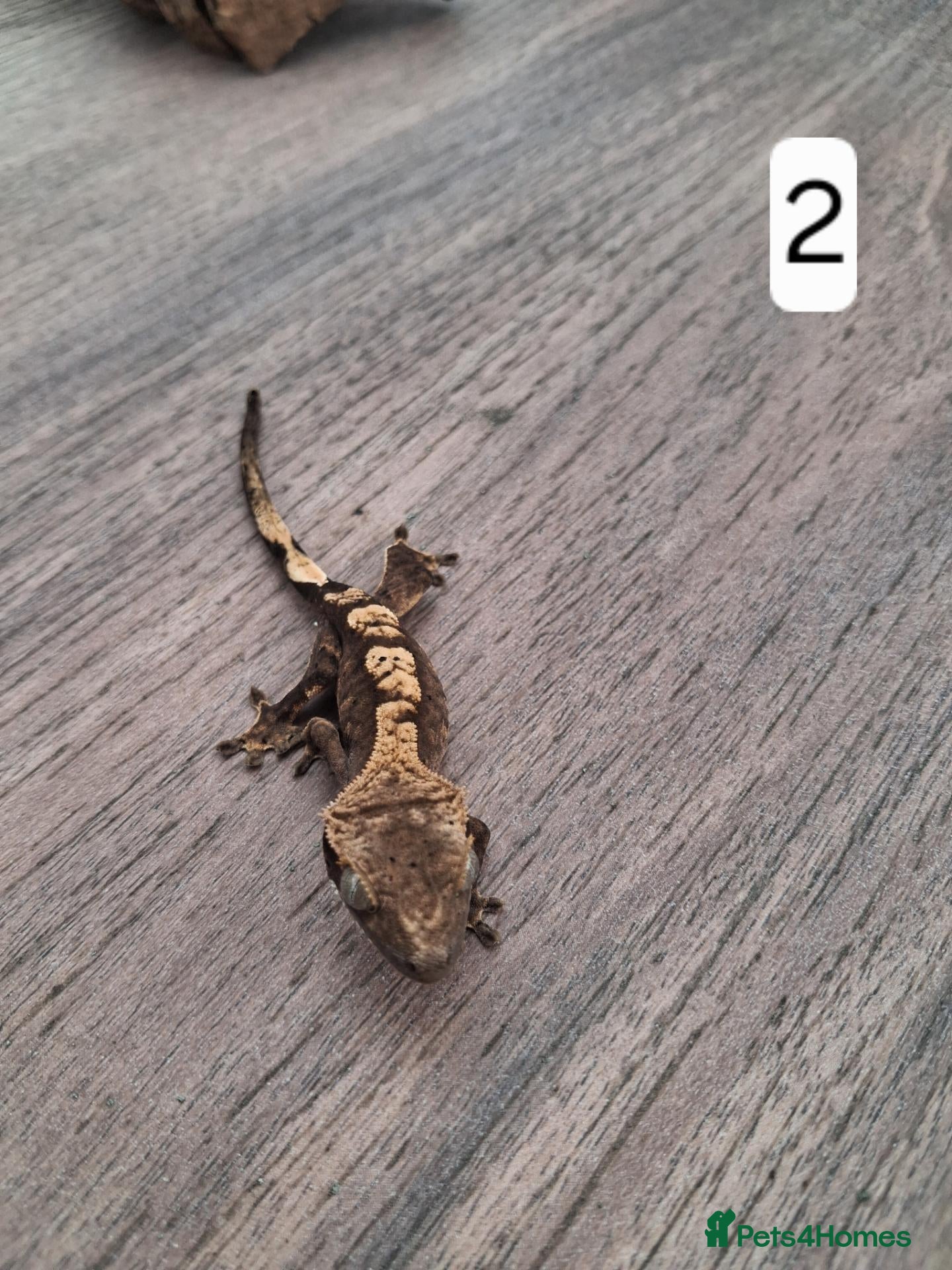 Gecko reptiles for sale: Crested geckos - Advert 1