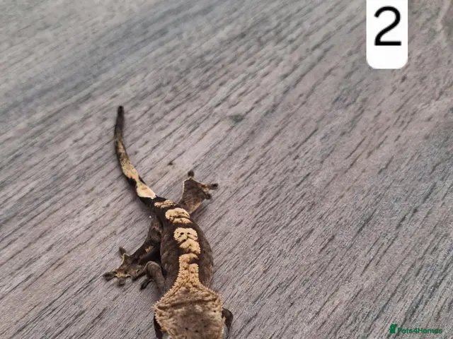 Gecko reptiles for sale: Crested geckos - Advert 1