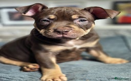 American Bully dogs for sale: 3 Stunning Correct Female Pocket Bullies  - Image 12