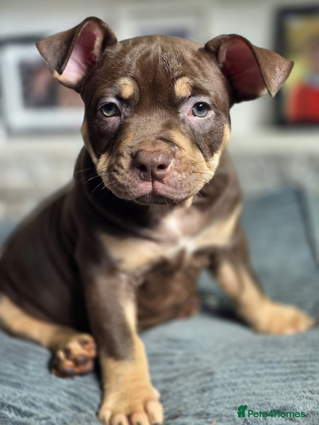 American Bully dogs for sale: 3 Stunning Correct Female Pocket Bullies  - Image 12